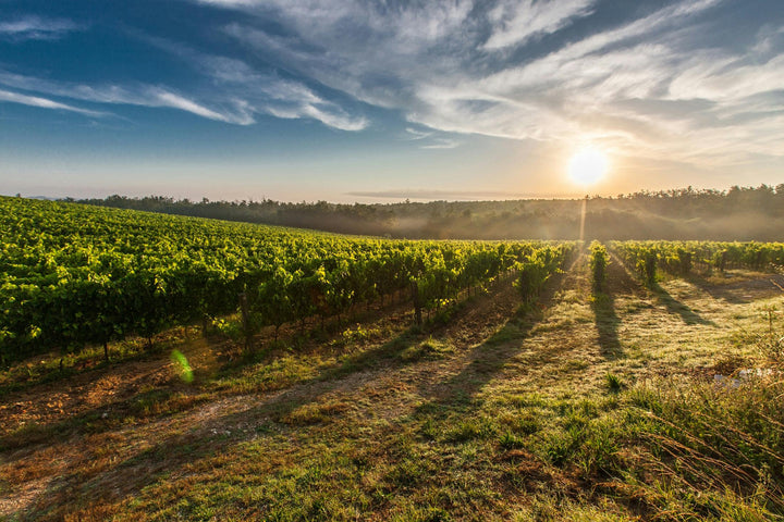 New Zealand Wine Regions